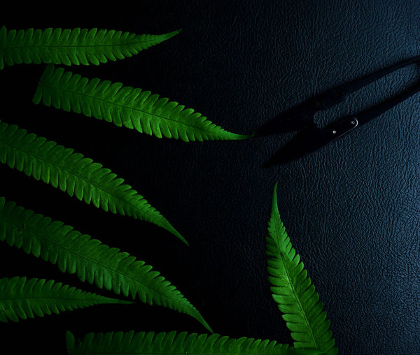Full frame shot of leaves