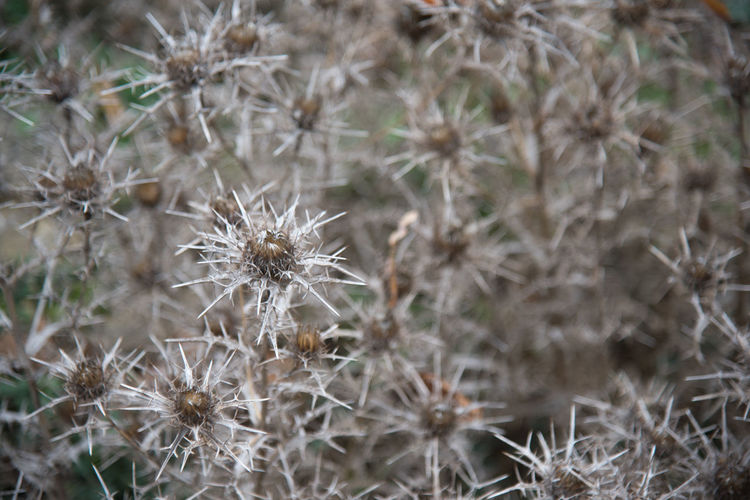 Close-up of thistle flowers
