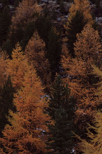 Close-up of trees in forest