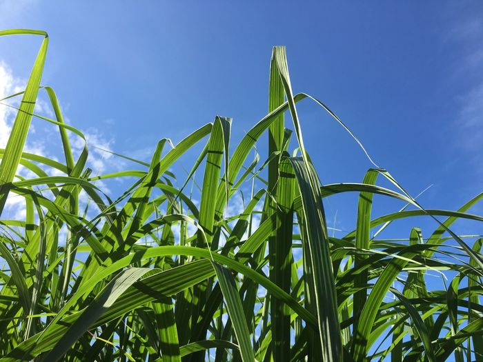 Low angle view of crops growing on field against blue sky