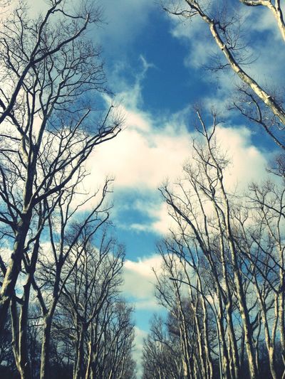 Low angle view of bare trees against cloudy sky