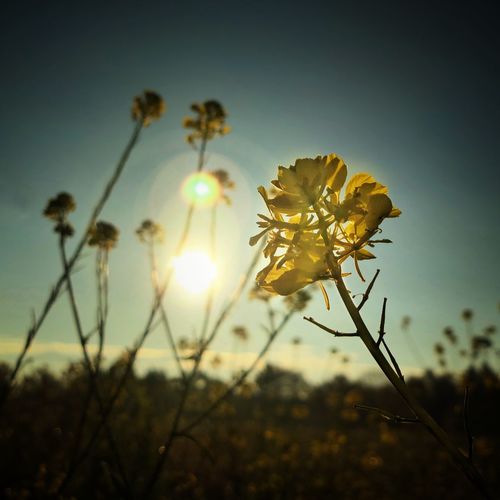 Close-up of flowering plant on field against sky during sunset