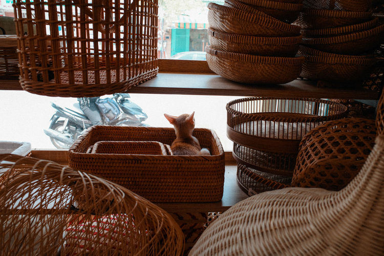 Cat relaxing in basket at home