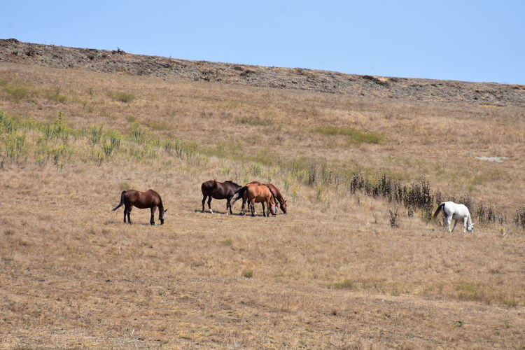 Horses walking in a field