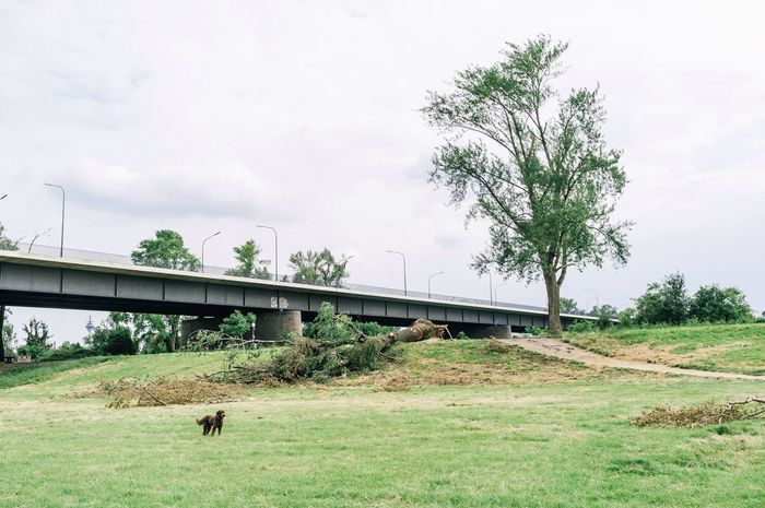 Bridge over grassy field against cloudy sky