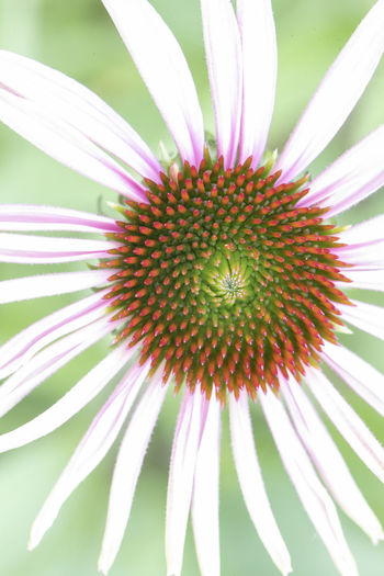Close-up of flowering plant