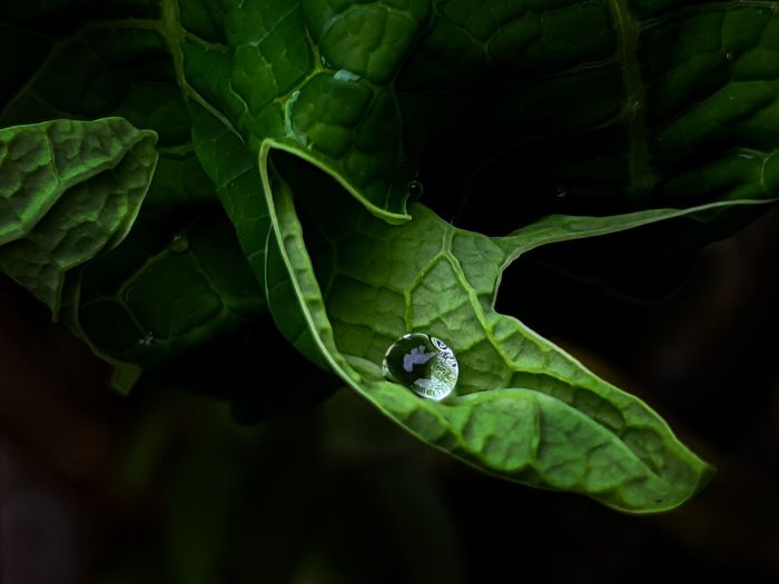 Droplet of water on a hydrophobic surface of leaf looking like a sphere