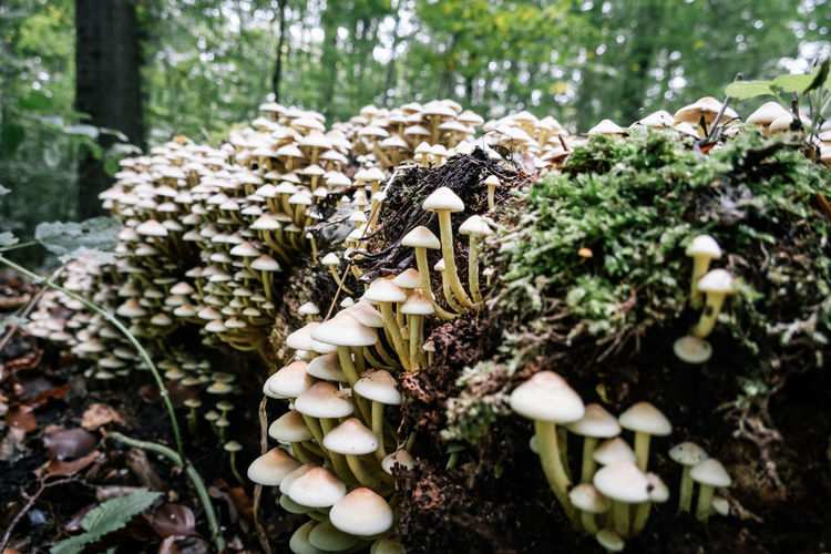 Close-up of mushrooms growing on tree trunk
