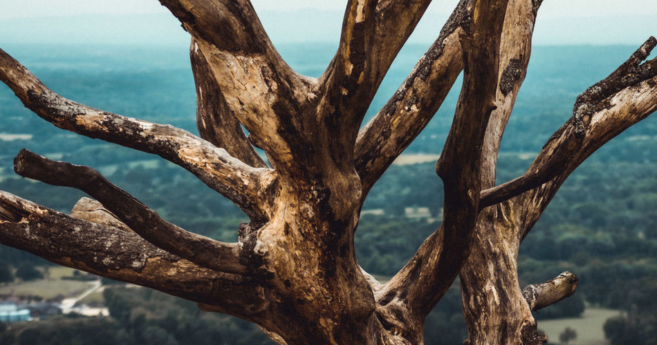 Close-up of tree trunk against sky