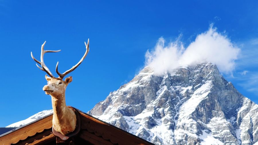 Low angle view of deer on snowcapped mountain against sky