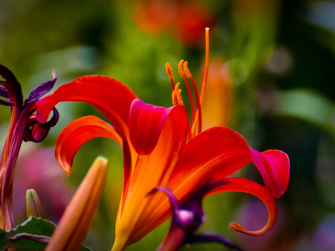 Nature and Flowers