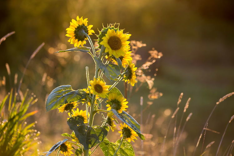 Close-up of yellow flowering plant on field