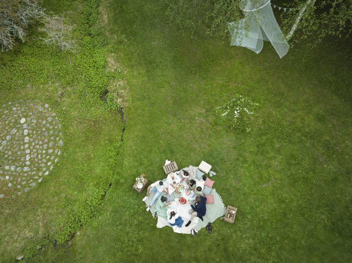 High angle view of flowers