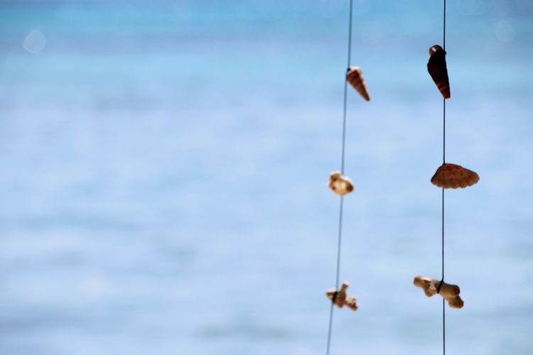 Low angle view of fishing hanging on rope against sky