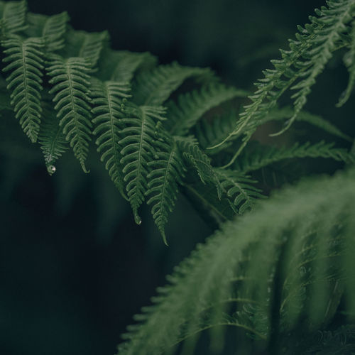 Close-up of fern leaves