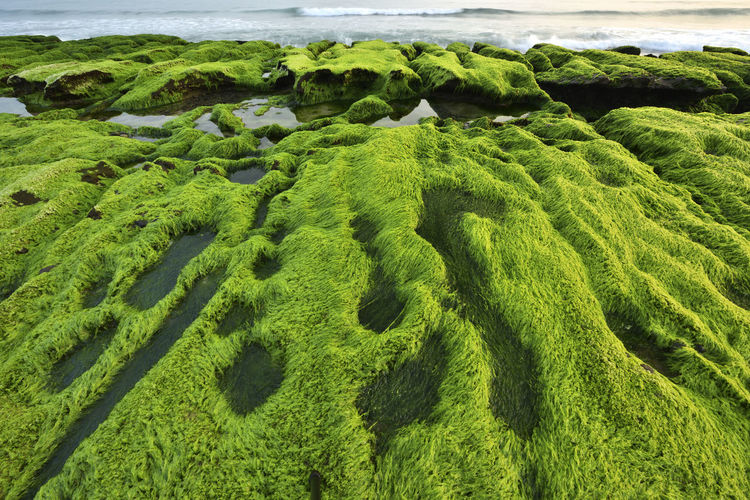 High angle view of moss on sea shore