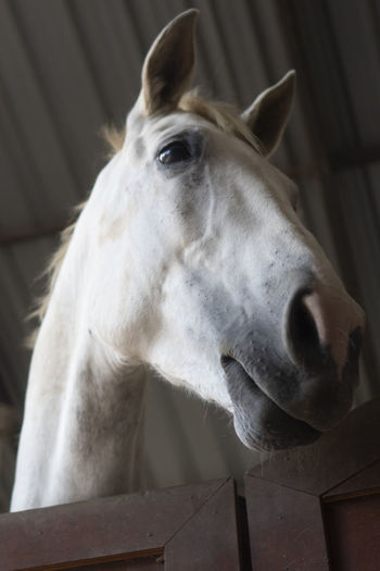Close-up of white horse