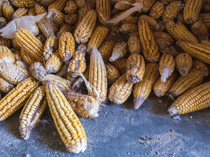 High angle view of corn -cob-