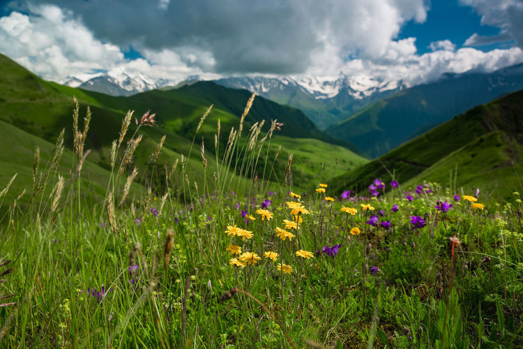 Scenic view of flowering plants on field against cloudy sky