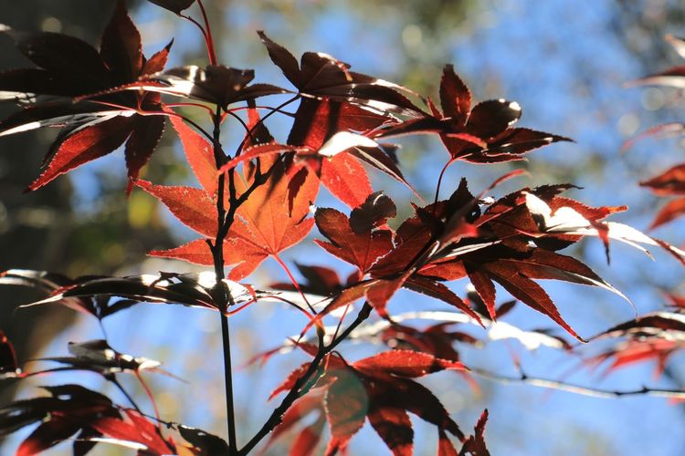 Low angle view of maple leaves on tree