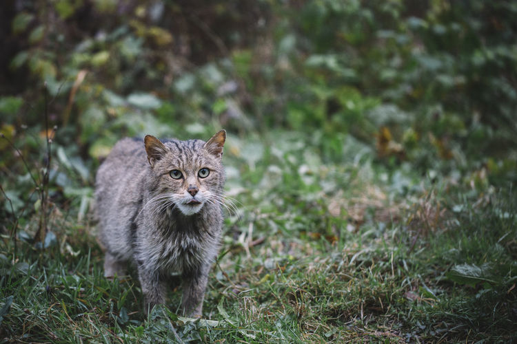Close-up of wildcat walking on grass