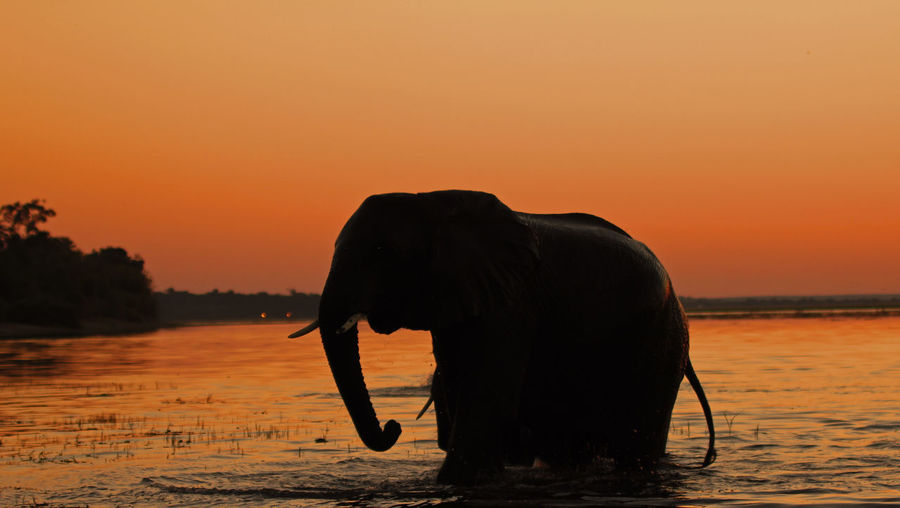 Silhouette elephant on shore against orange sky
