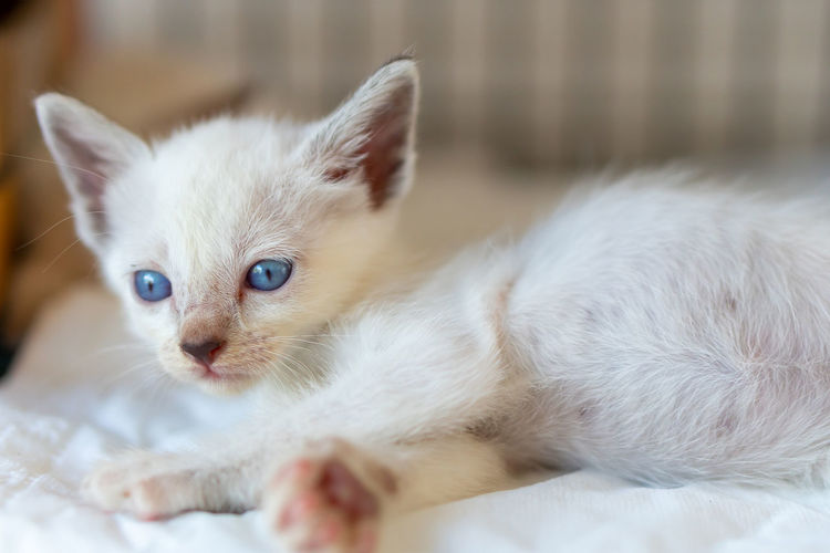 Close-up of white kitten