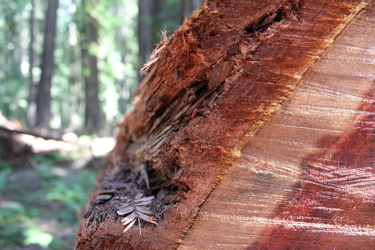 Close-up of tree stump in forest