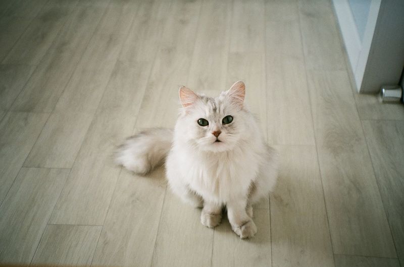 Portrait of white cat on wooden floor