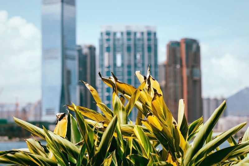 Close-up of yellow flowers against cityscape