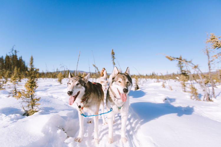Dog sledding fairbanks alaska landscape