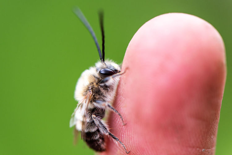 Close-up of bee on human finger 