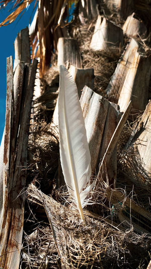 High angle view of feather on wood