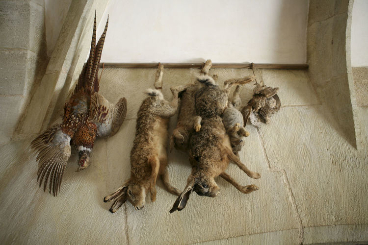 Close-up of hanging dead animals