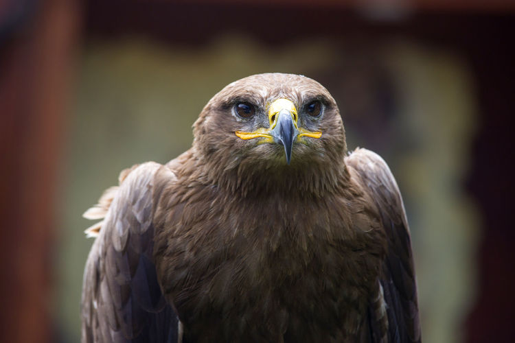 Close-up portrait of eagle perching outdoors