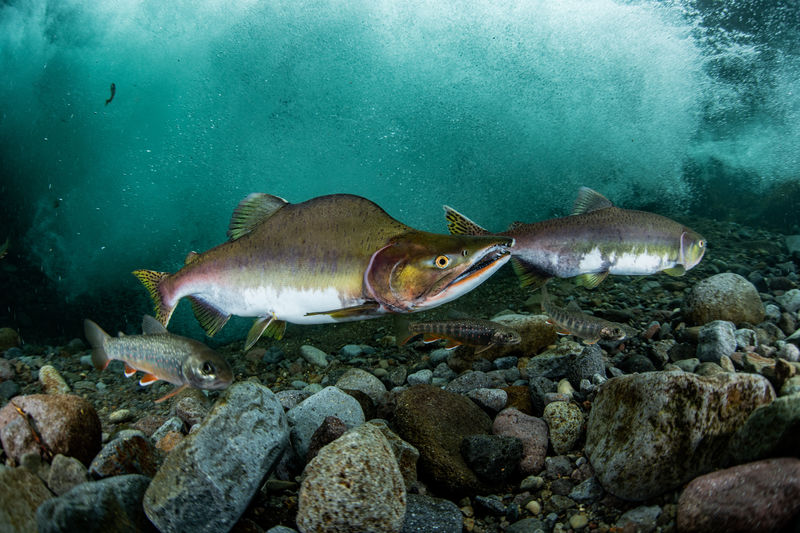 Pink salmon run 