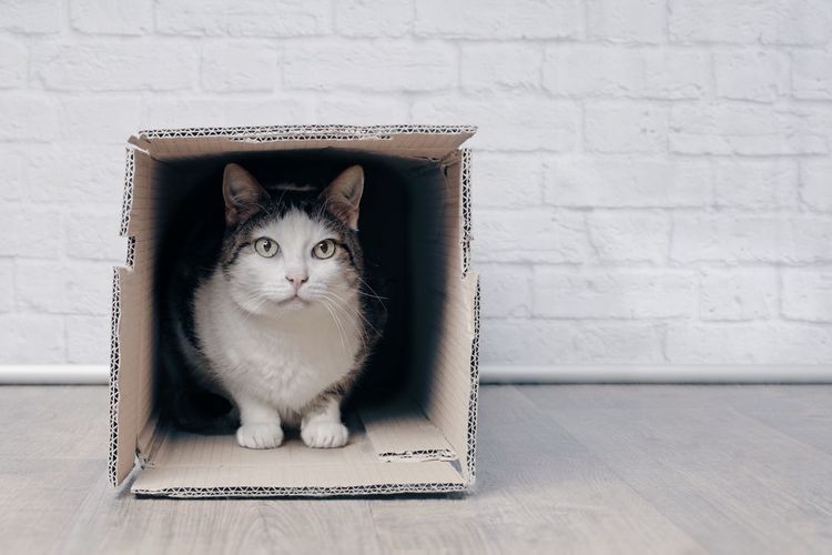 Portrait of cat in box