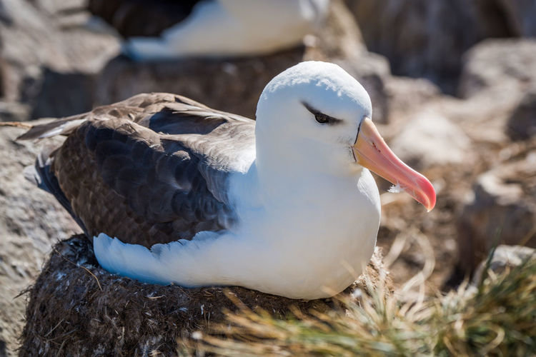 Close-up of albatross relaxing on rock