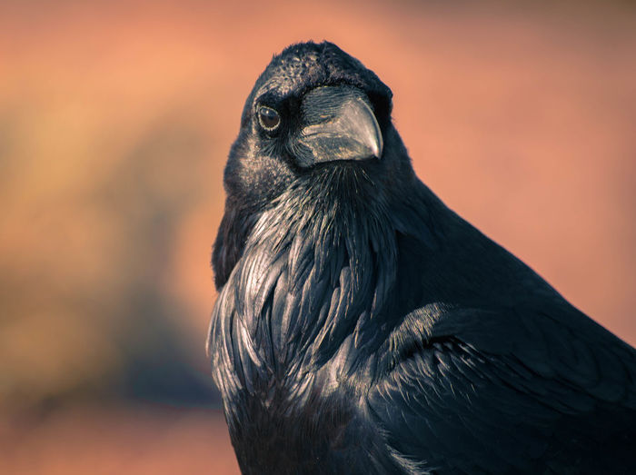 Close-up of bird