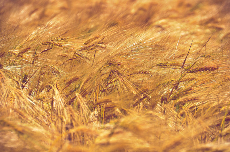 Close-up of stalks in field