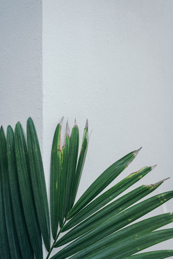 Green palm leaf white wall background