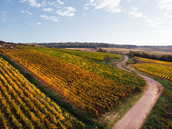 Scenic view of vineyards during autumn against sky. aerial view of country road. 