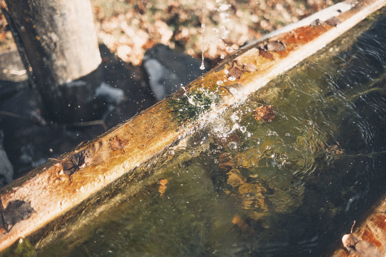 Close-up of water falling from tree trunk