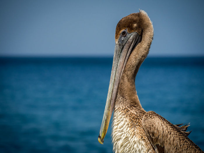 Close-up of pelican by sea