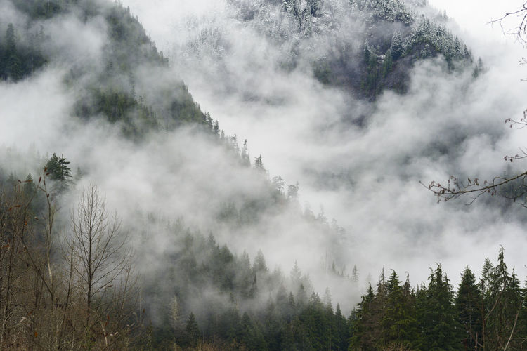 Panoramic view of trees and mountains against sky