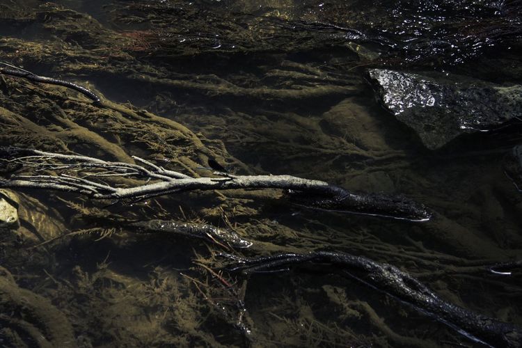 High angle view of roots at lake