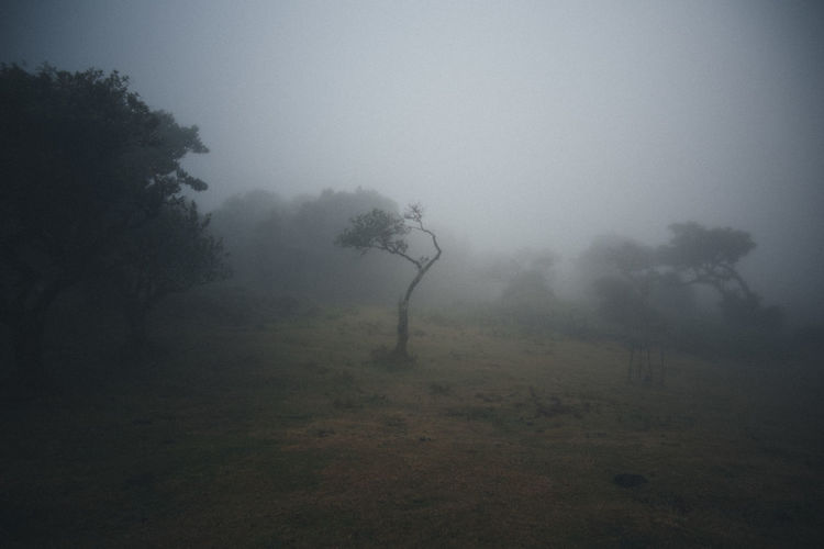 Trees on field during foggy weather