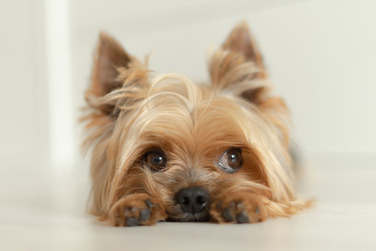 Dog yorkshire terrier lies on the floor with paws forward, white background, light photo