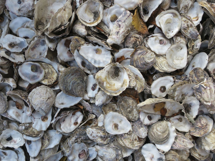 Full frame shot of shells