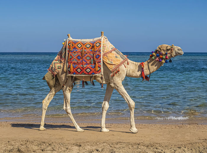 Camel standing at beach